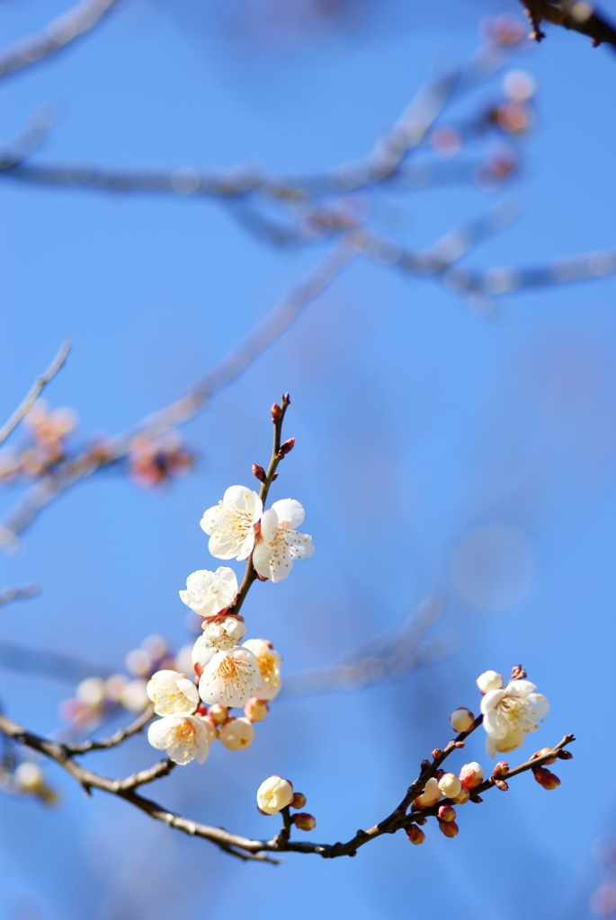 初春の使者　到来