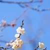 初春の使者　到来