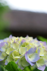 極楽寺と紫陽花
