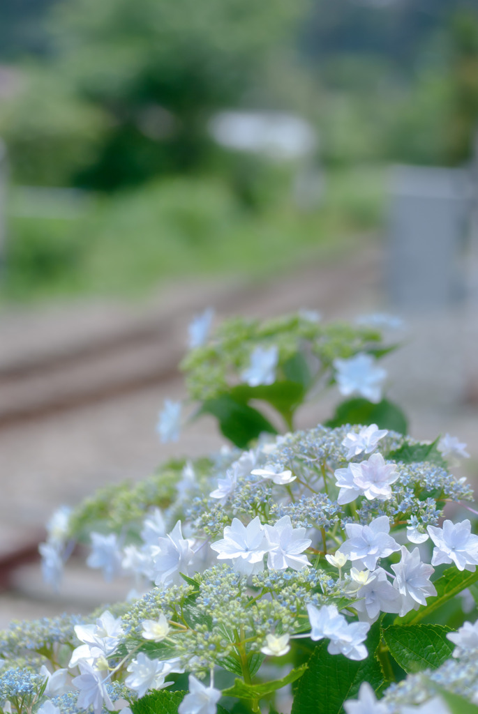 梅雨の★