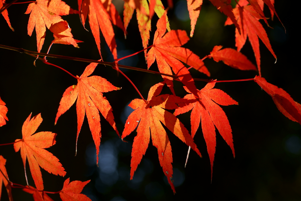 鎌倉紅葉