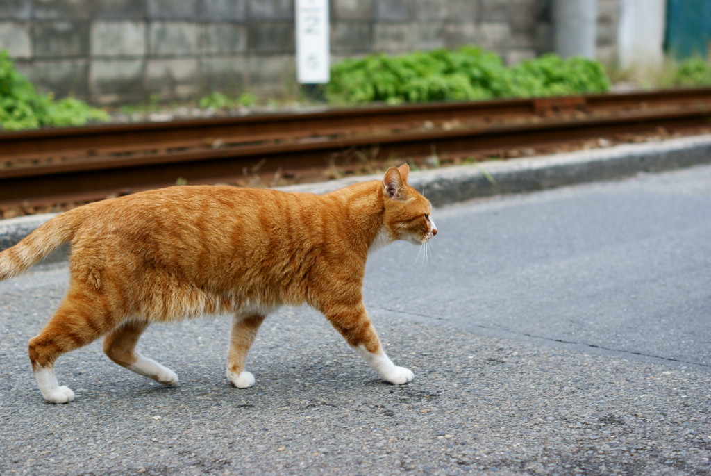 吾輩は鉄道員である