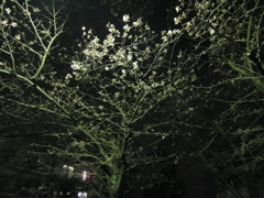 夜桜