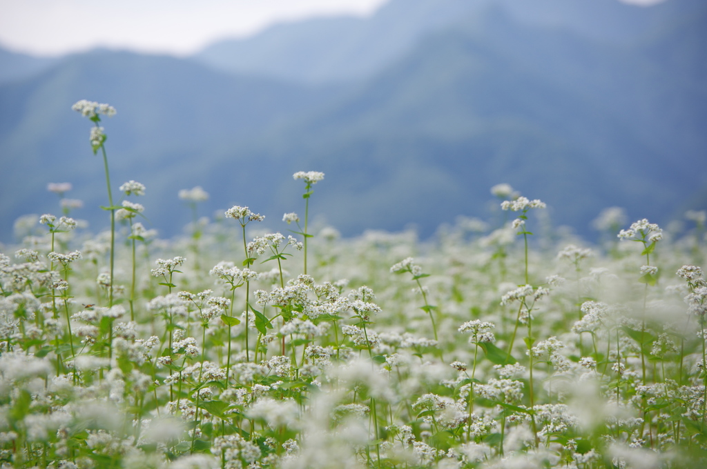 そばの花咲く_03