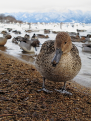 餌くれるカモ？