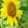Sunflower_02