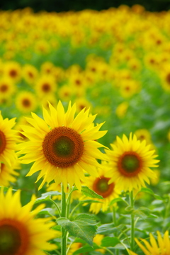 Sunflower_03