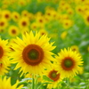 Sunflower_03