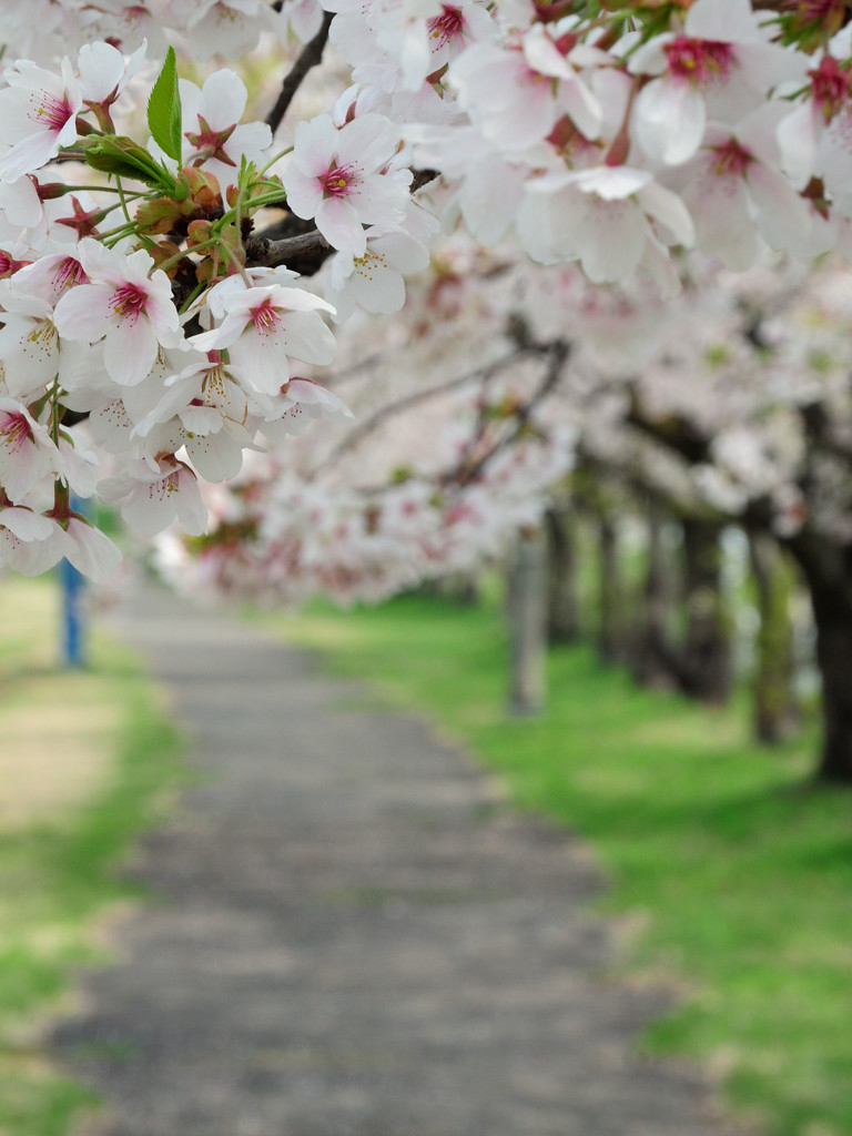 桜路②