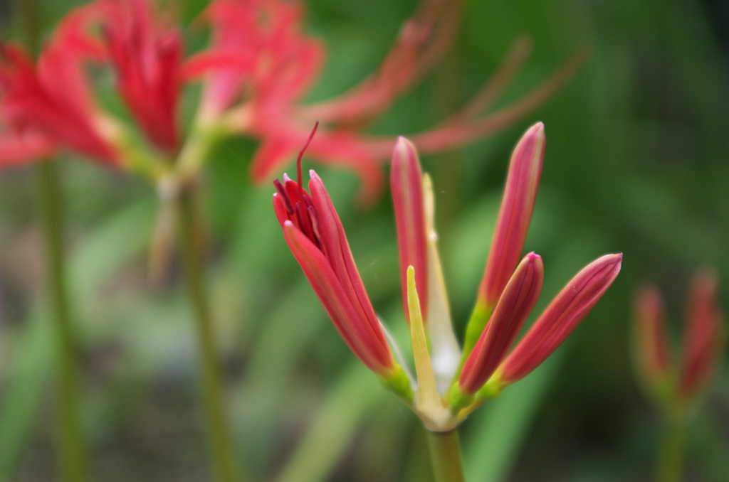 曼珠沙華_03