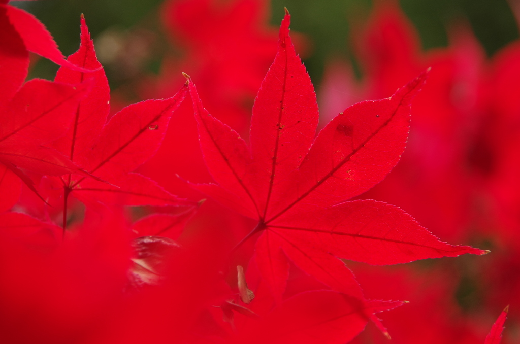 真紅の光
