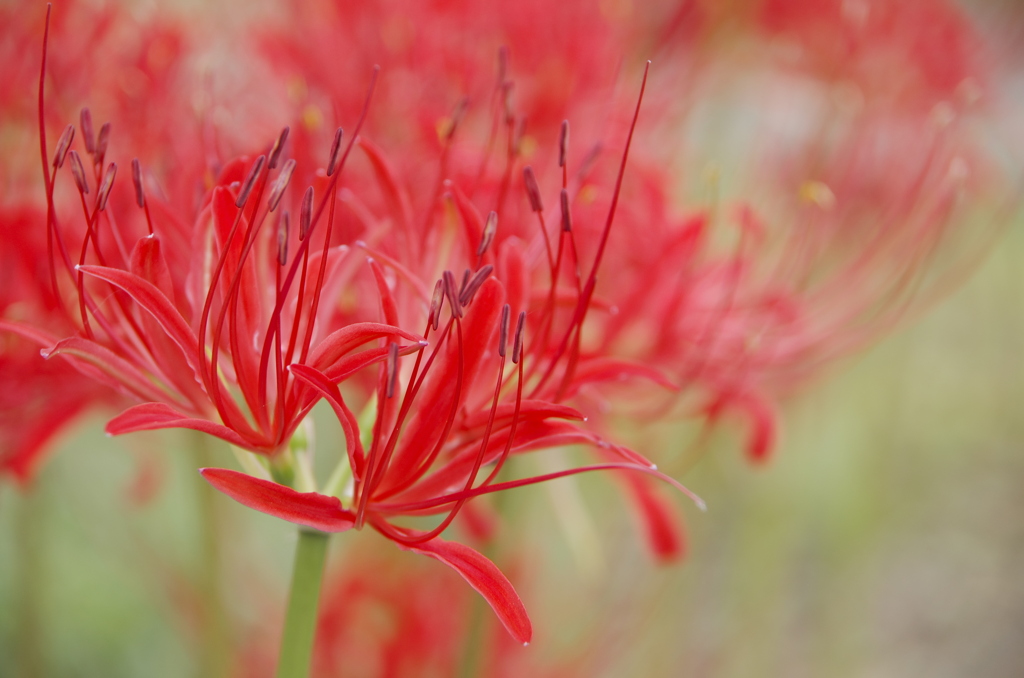 そっと紅をさす