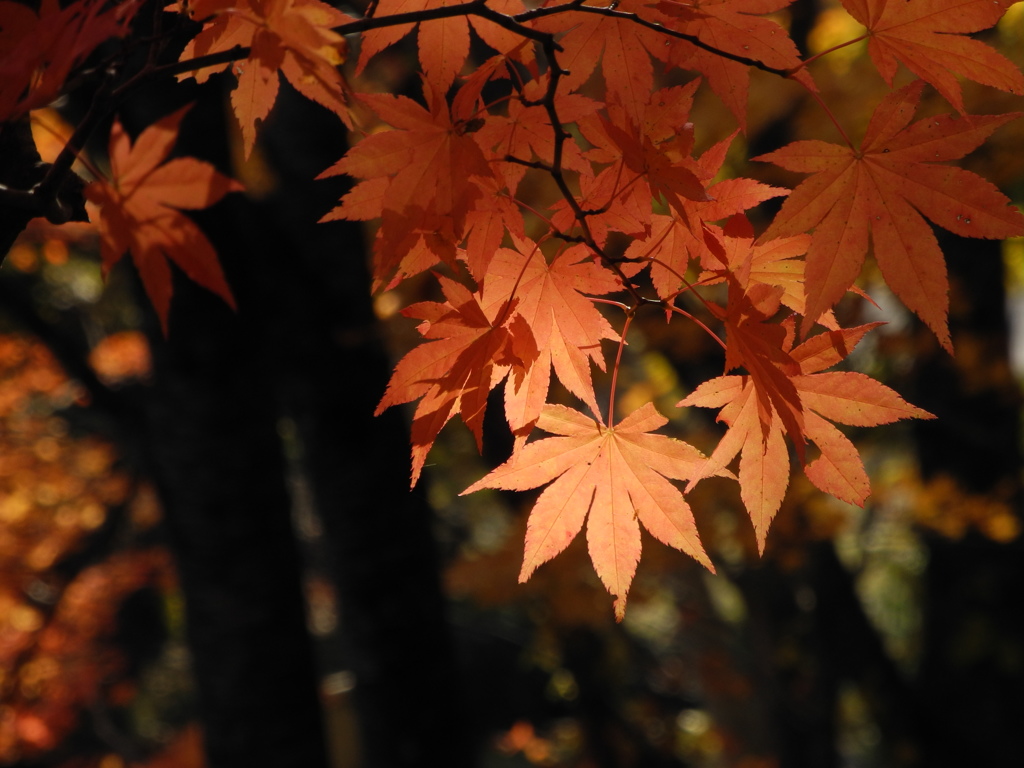 紅葉寸景_01