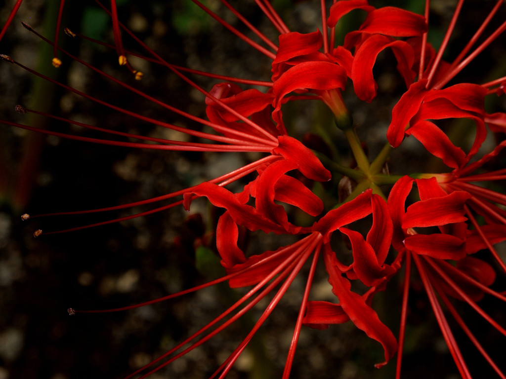 深紅