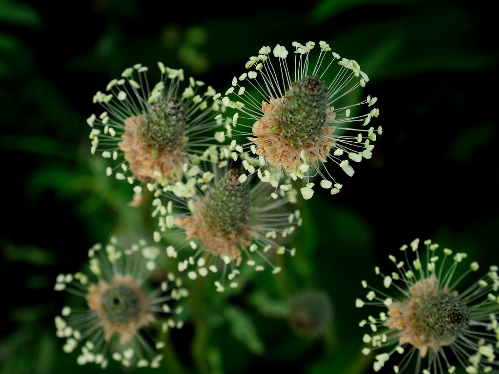 野に咲く花火