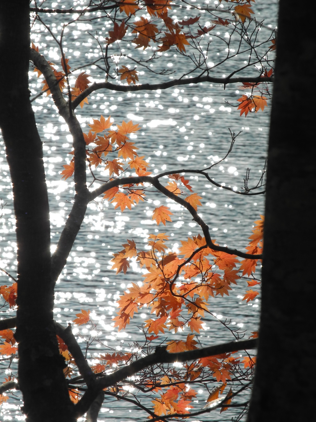 紅葉寸景_05