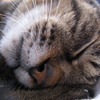 Zzz・・・