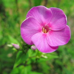 今日も花まる