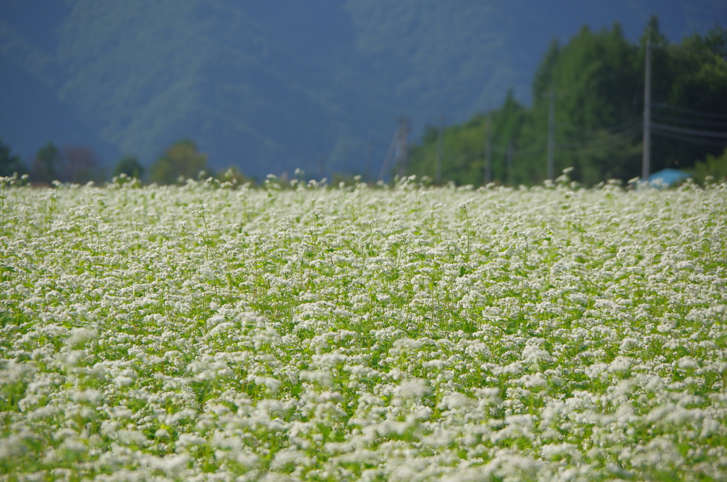 そばの花咲く_05