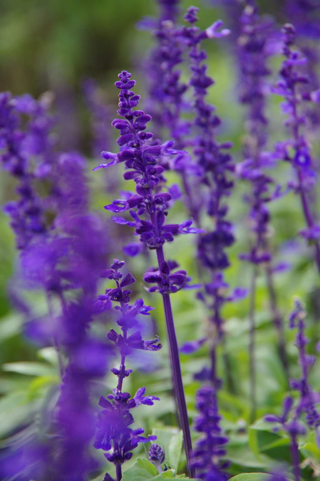 紫の花々