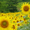 Sunflower_01