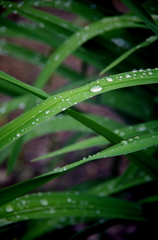 雨の雫がころころと