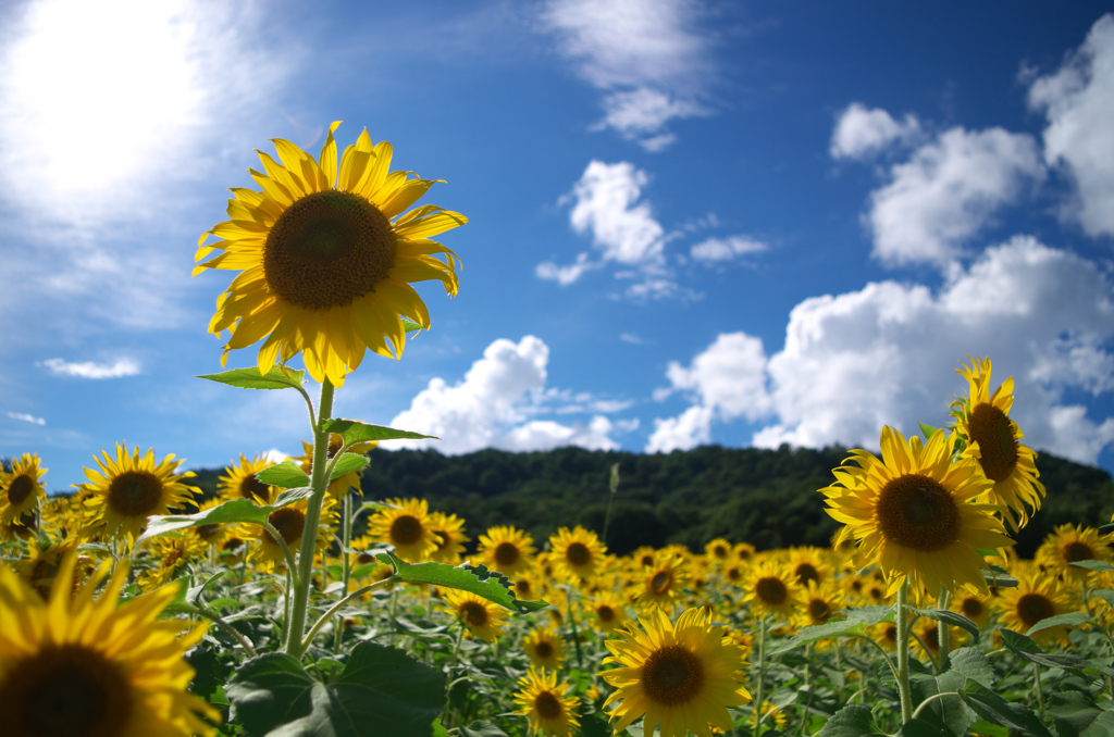 太陽のように