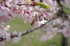 桜・蜜蜂