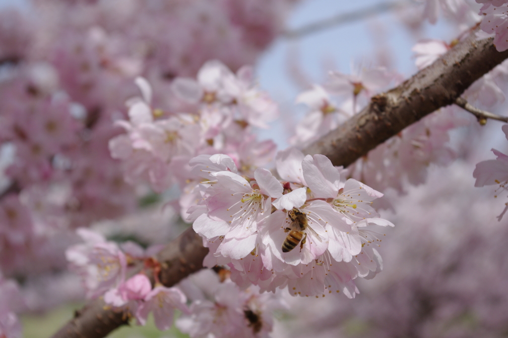 桜・蜜蜂