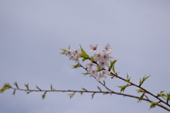 桜・青空・延ばす枝