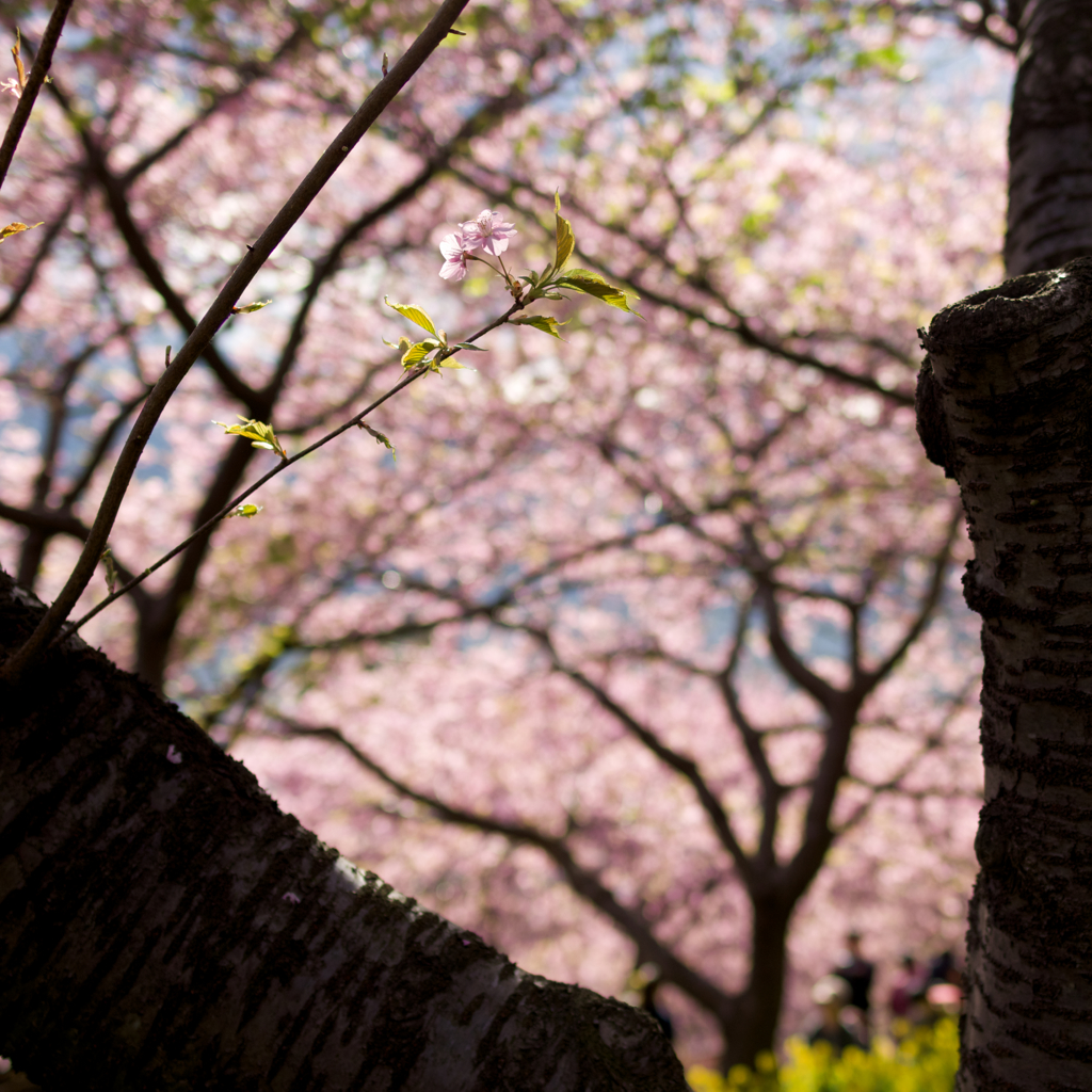 河津桜