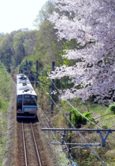 単線電車桜風味