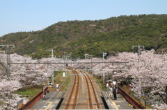 桜沿線