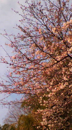 2010040207030000