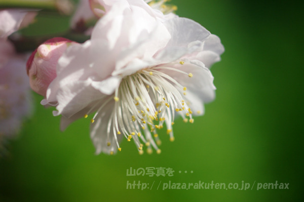 2011_02_26_K20D_22