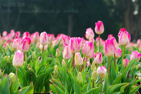 2011_02_27_K20D_29a