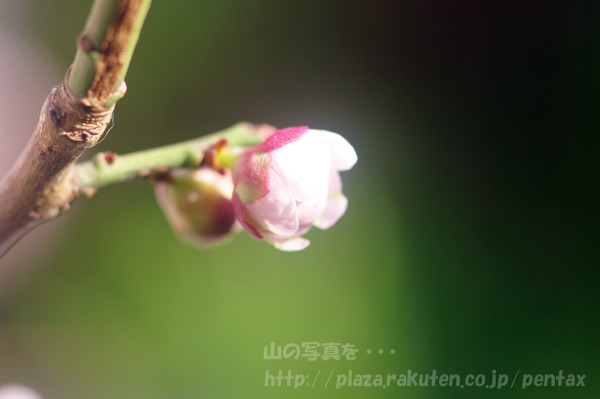 2011_02_26_K20D_20