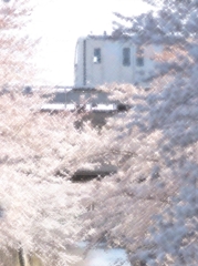 満開の神田川を