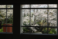 桜～学校の玄関より