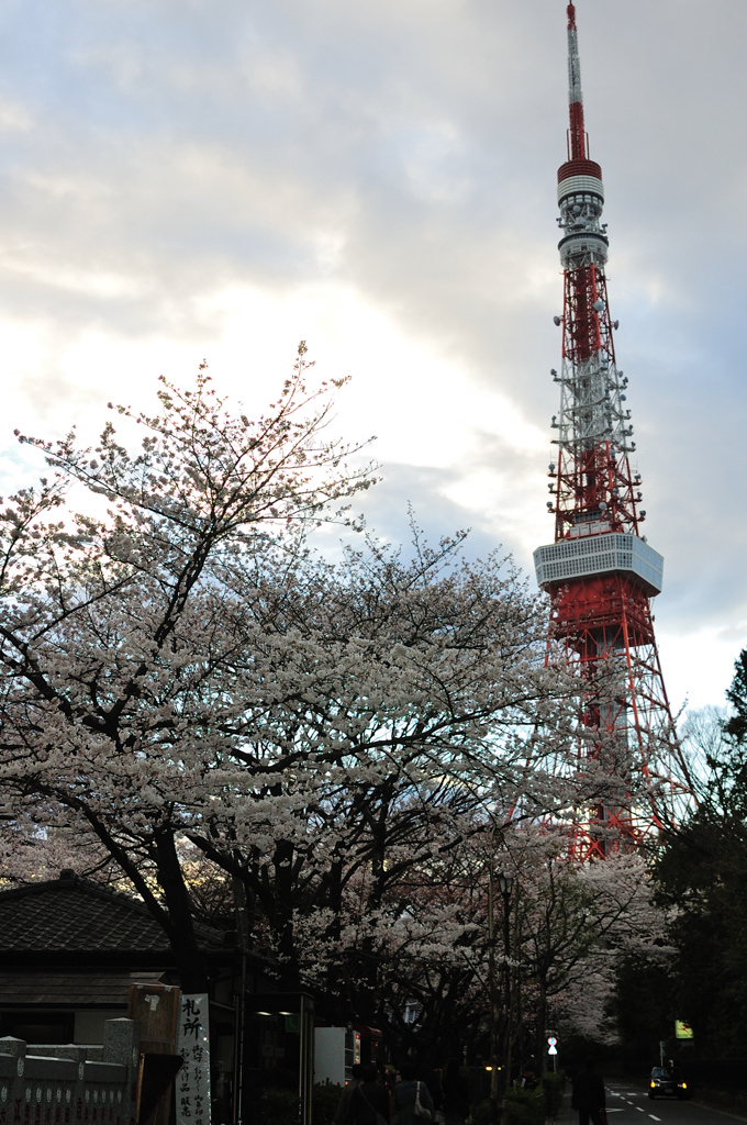 東京タワー×桜１