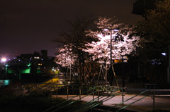 河岸の桜