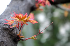 紅葉・・じゃなくて新芽