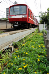 黄色の小花×赤い電車