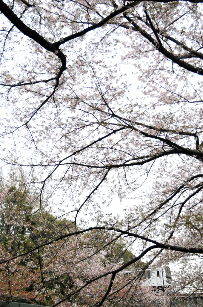 石神井川を行く