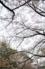 石神井川を行く