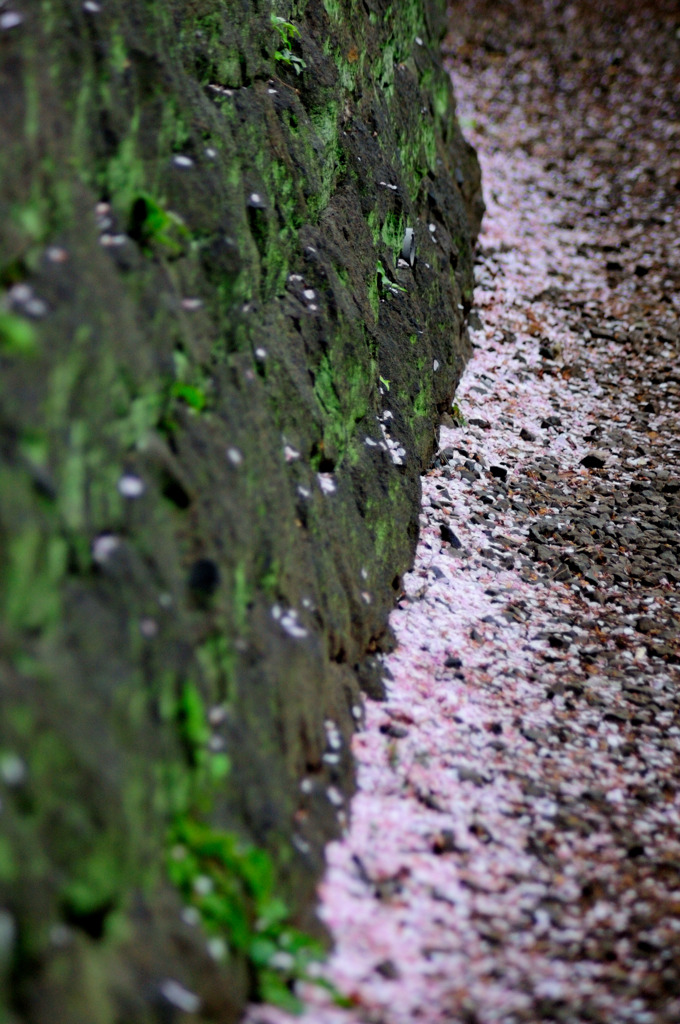 落ち桜・青苔