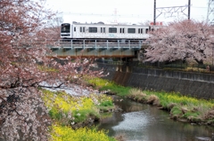 春の残堀川を