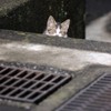 ひょこっ