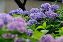 花盛り～紫陽花