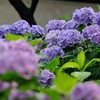 花盛り～紫陽花